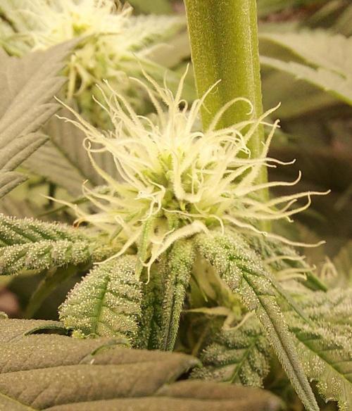The Garden 2024-1 - Ethos and BBGS. Week 9