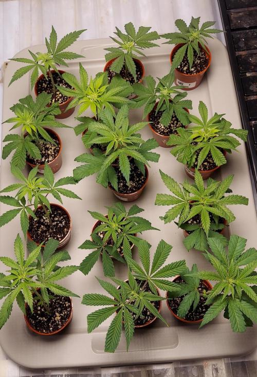The Garden 2024-1 - Ethos and BBGS. Week 9