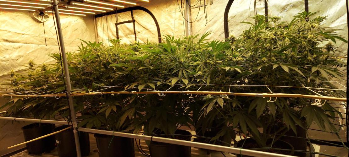 The Garden 2024-1 - Ethos and BBGS. Week 10