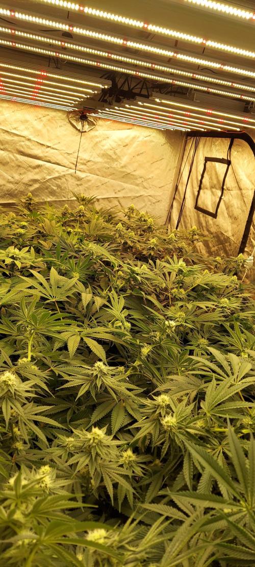 The Garden 2024-1 - Ethos and BBGS. Week 10