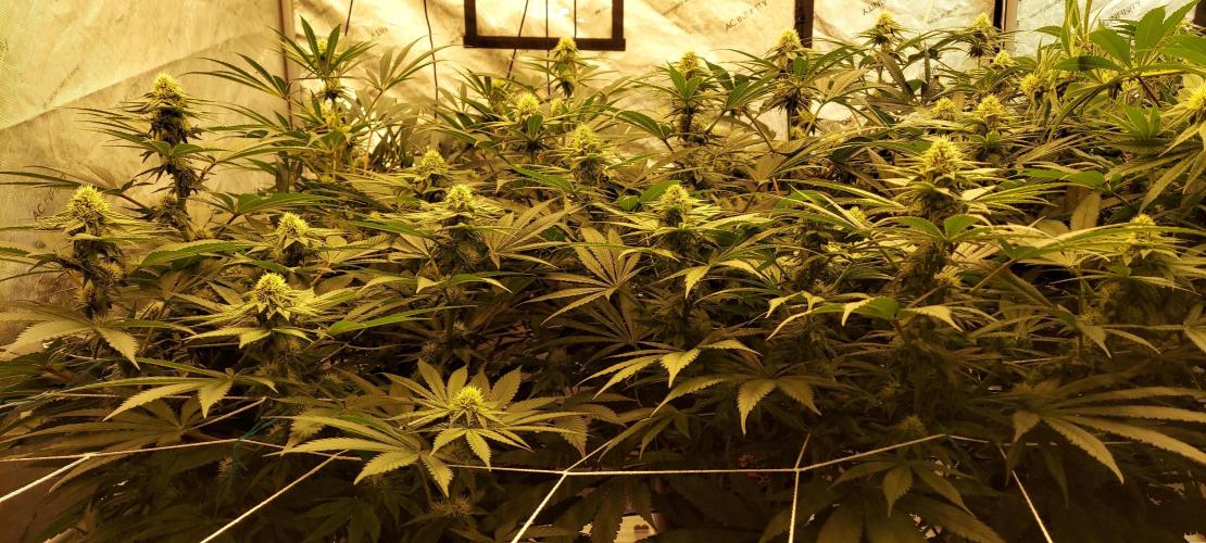 The Garden 2024-1 - Ethos and BBGS. Week 10