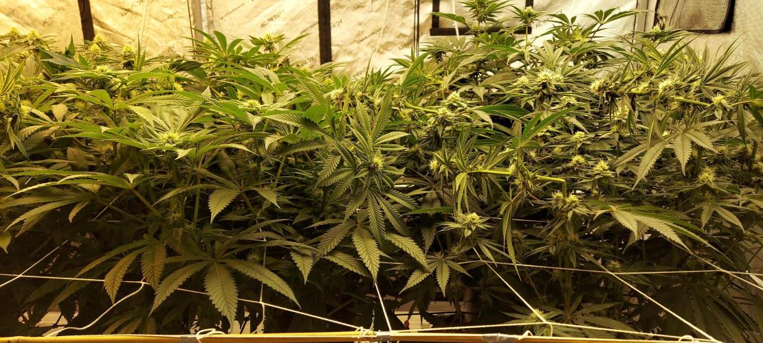 The Garden 2024-1 - Ethos and BBGS. Week 10