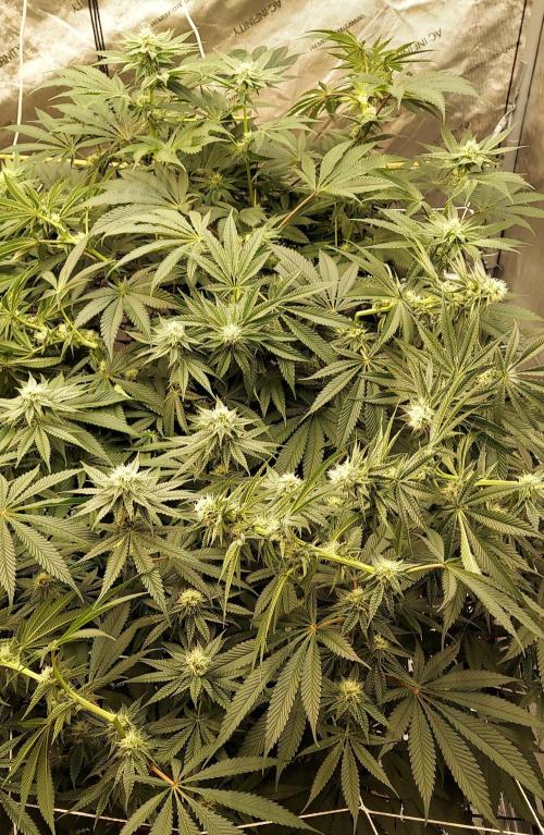 The Garden 2024-1 - Ethos and BBGS. Week 10
