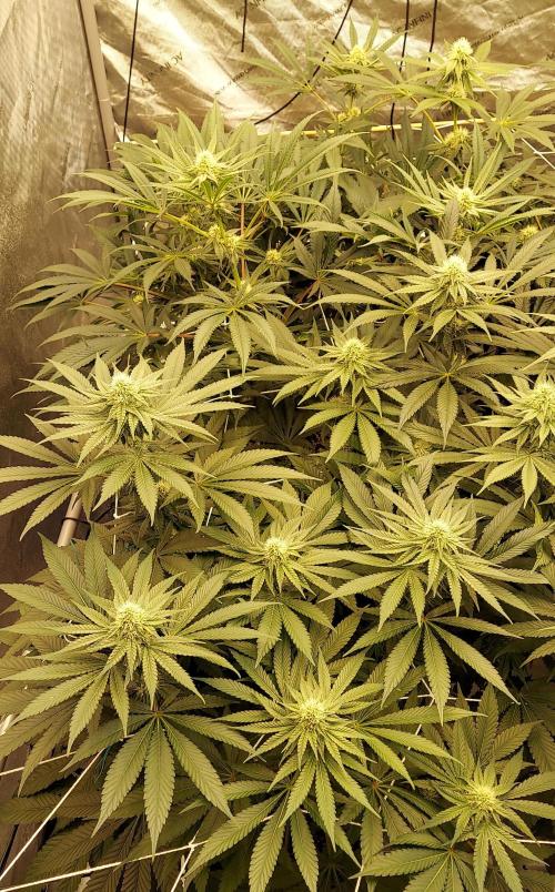 The Garden 2024-1 - Ethos and BBGS. Week 10