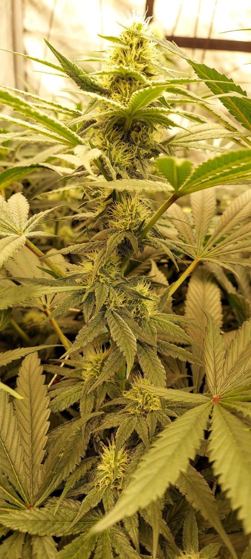 The Garden 2024-1 - Ethos and BBGS. Week 10