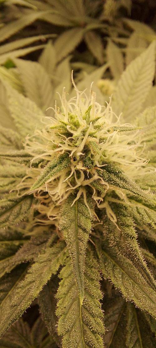 The Garden 2024-1 - Ethos and BBGS. Week 10