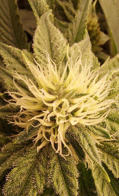 The Garden 2024-1 - Ethos and BBGS. Week 10