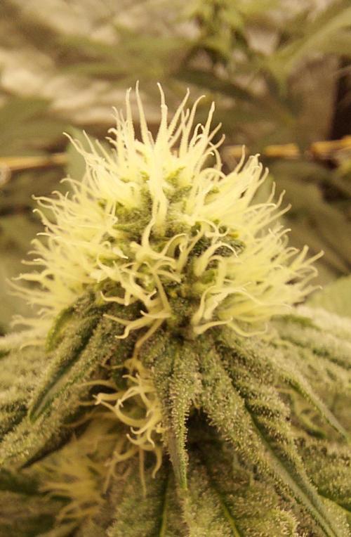 The Garden 2024-1 - Ethos and BBGS. Week 10