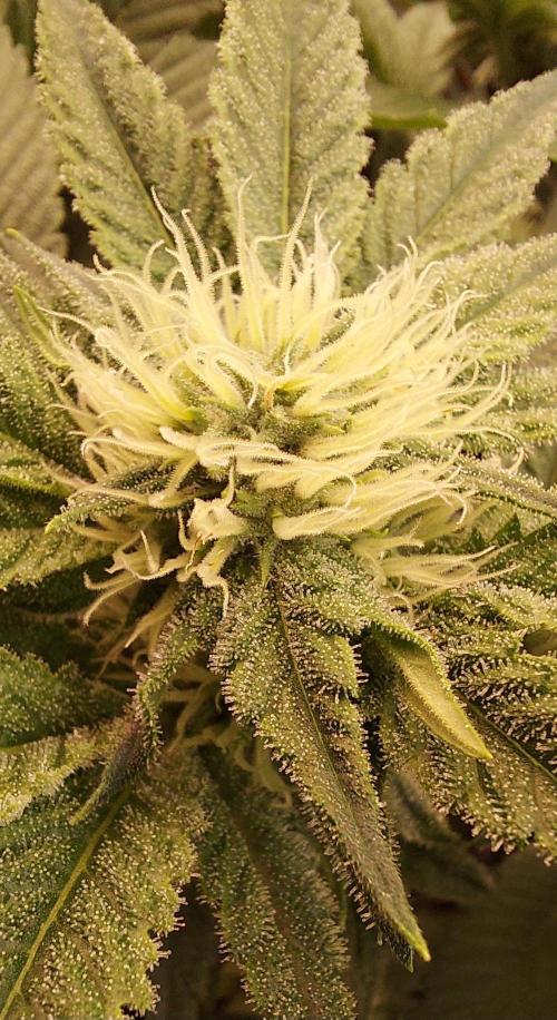 The Garden 2024-1 - Ethos and BBGS. Week 10