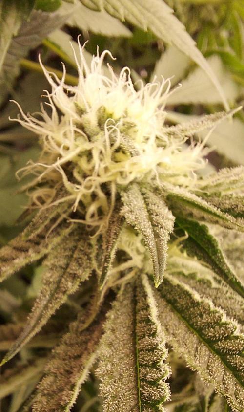 The Garden 2024-1 - Ethos and BBGS. Week 10
