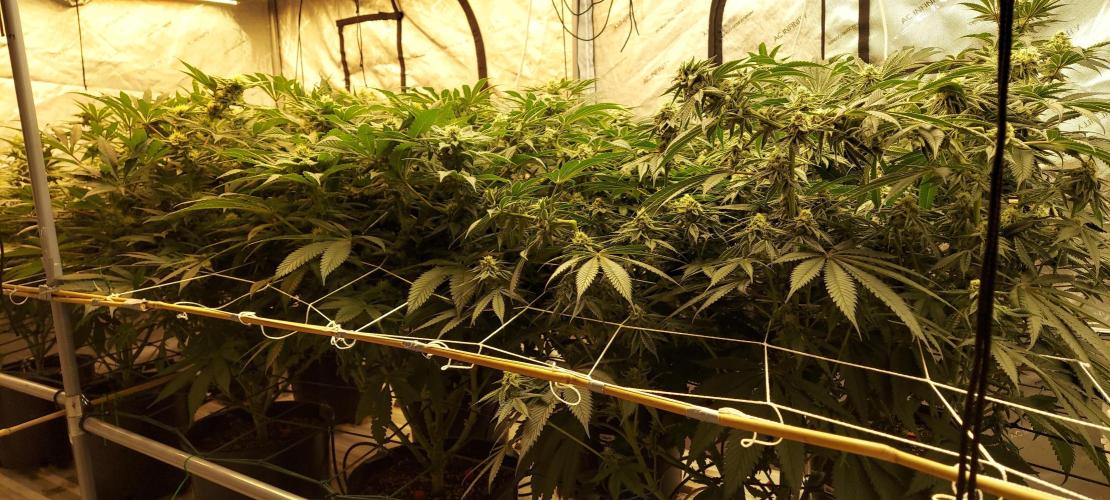 The Garden 2024-1 - Ethos and BBGS. Week 11