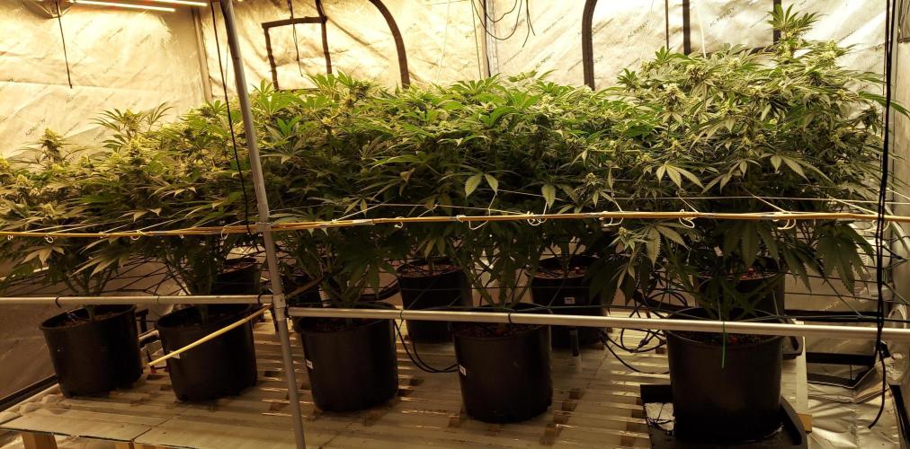 The Garden 2024-1 - Ethos and BBGS. Week 11