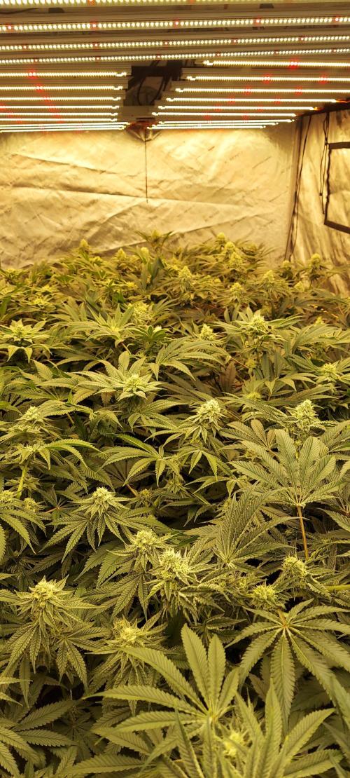 The Garden 2024-1 - Ethos and BBGS. Week 11