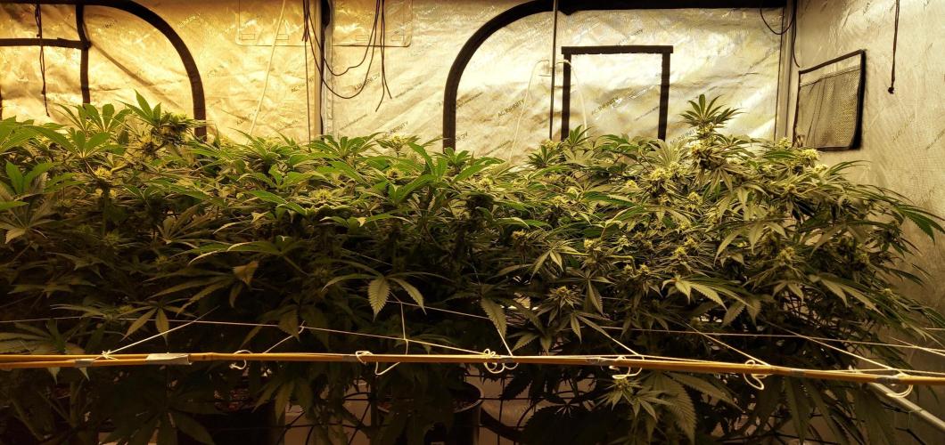 The Garden 2024-1 - Ethos and BBGS. Week 11