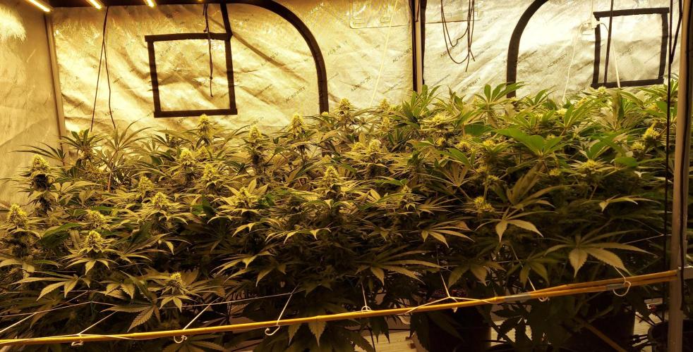 The Garden 2024-1 - Ethos and BBGS. Week 11