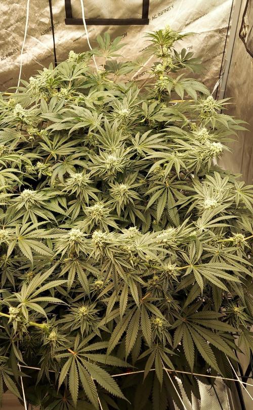 The Garden 2024-1 - Ethos and BBGS. Week 11