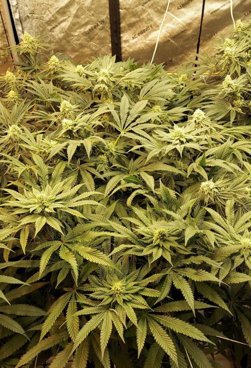The Garden 2024-1 - Ethos and BBGS. Week 11