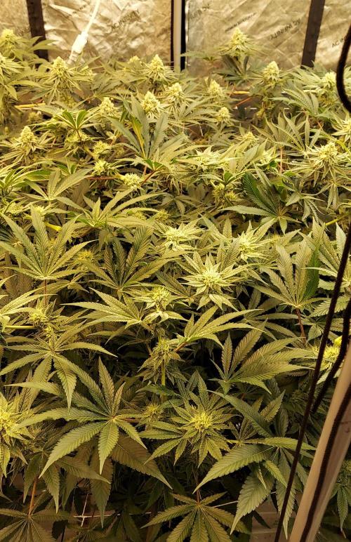 The Garden 2024-1 - Ethos and BBGS. Week 11