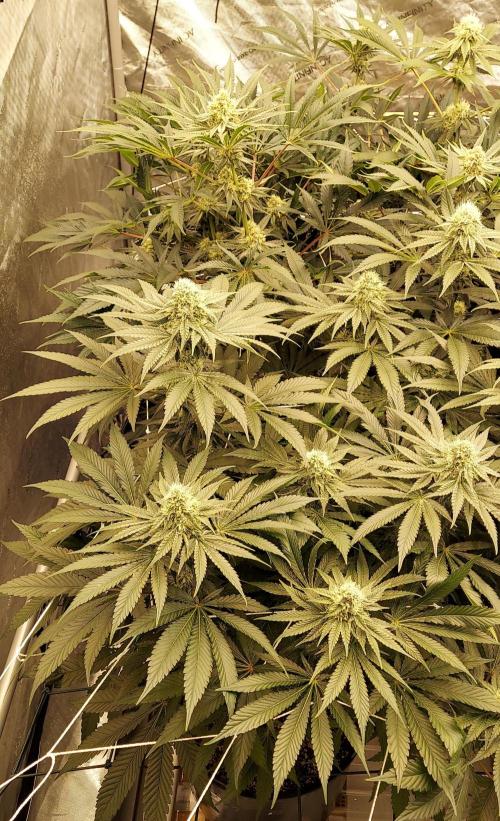 The Garden 2024-1 - Ethos and BBGS. Week 11