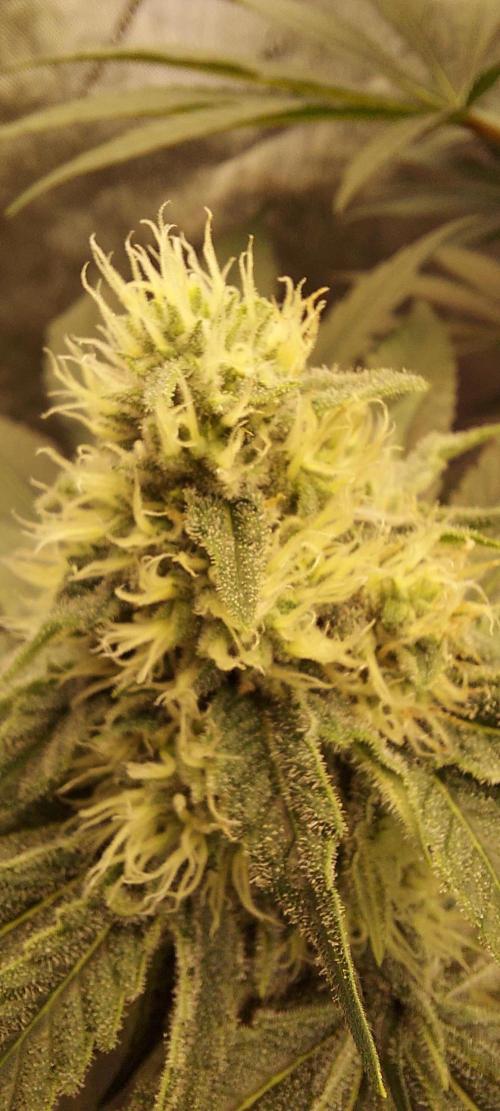 The Garden 2024-1 - Ethos and BBGS. Week 11