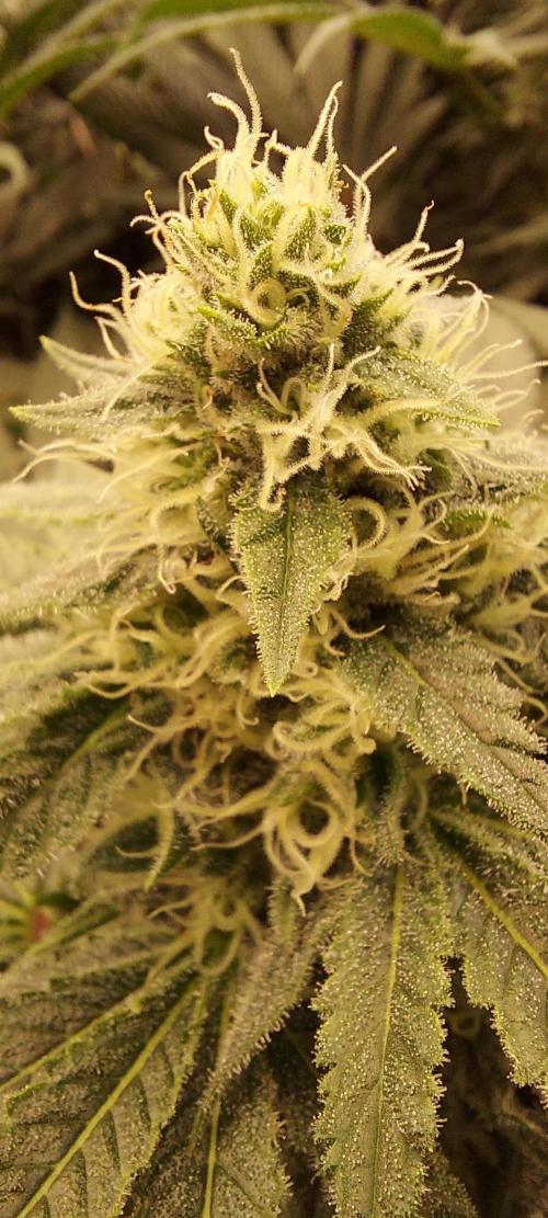 The Garden 2024-1 - Ethos and BBGS. Week 11