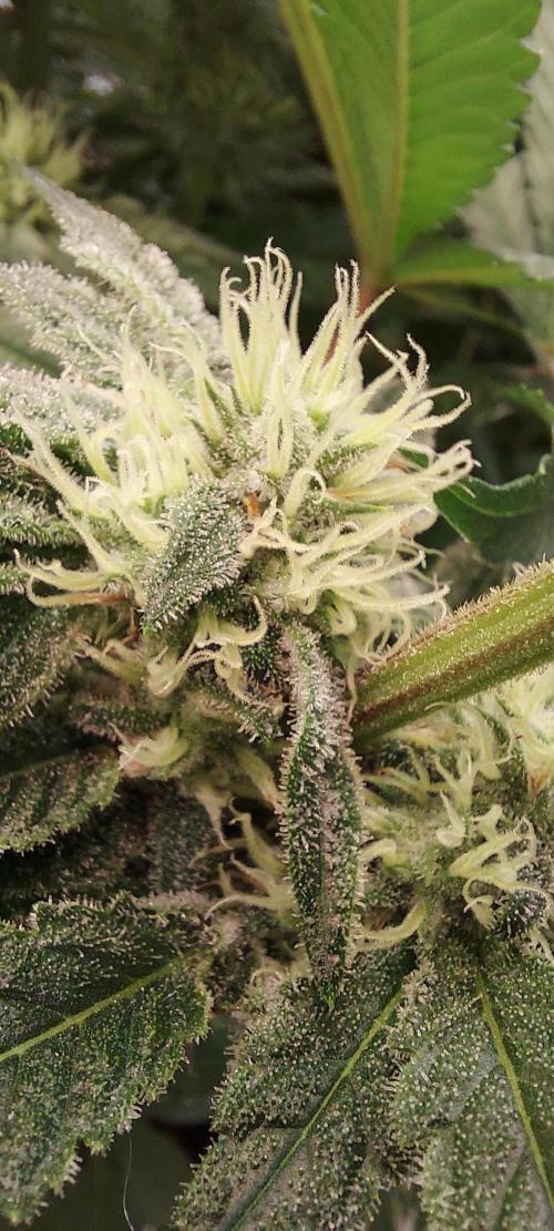 The Garden 2024-1 - Ethos and BBGS. Week 11