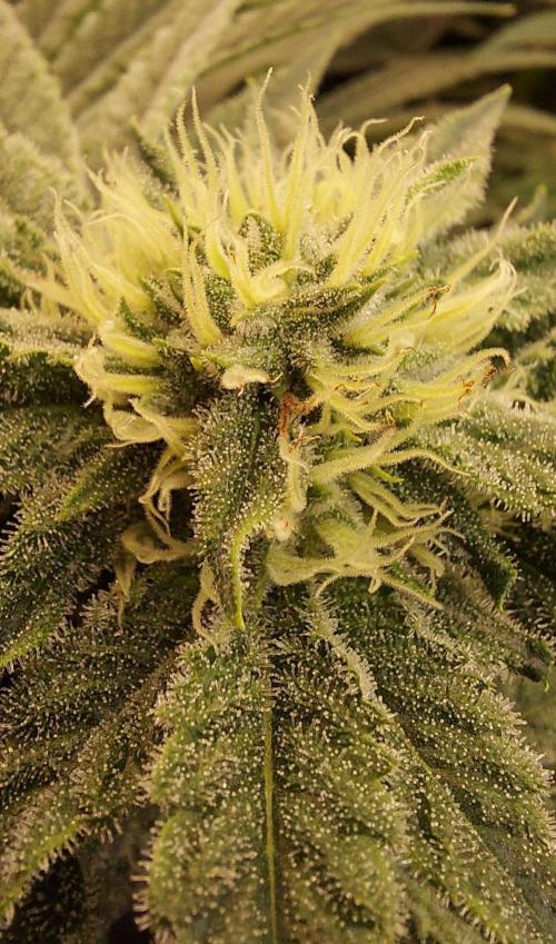 The Garden 2024-1 - Ethos and BBGS. Week 11