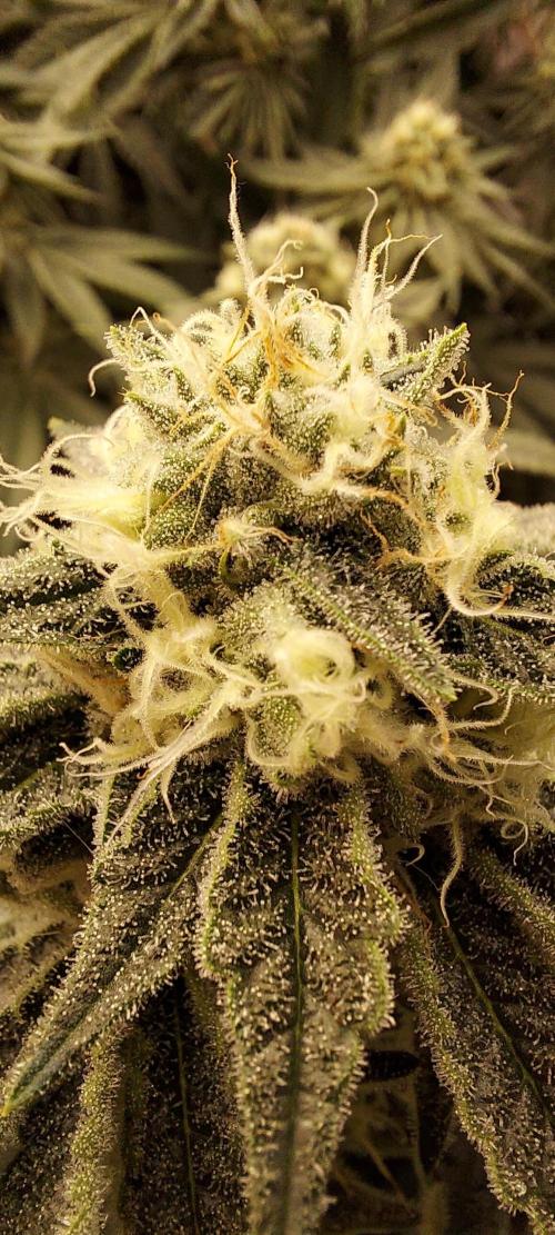 The Garden 2024-1 - Ethos and BBGS. Week 11