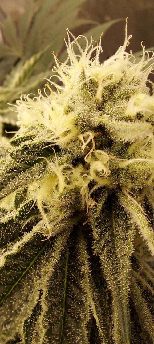 The Garden 2024-1 - Ethos and BBGS. Week 11