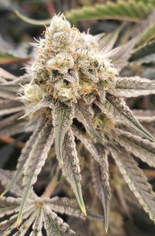 The Garden 2024-1 - Ethos and BBGS. Week 12 - 80 days
