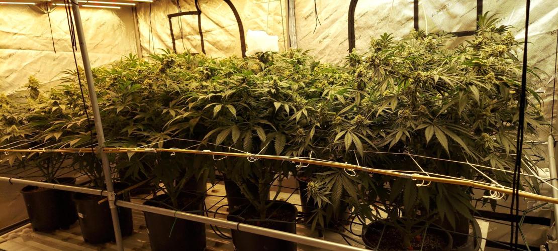 The Garden 2024-1 - Ethos and BBGS. Week 12