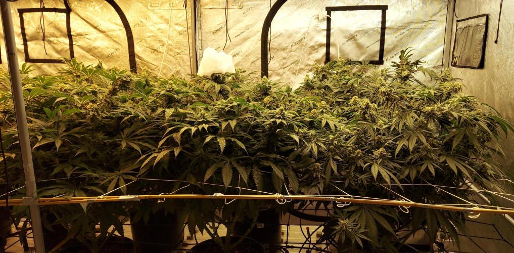 The Garden 2024-1 - Ethos and BBGS. Week 12