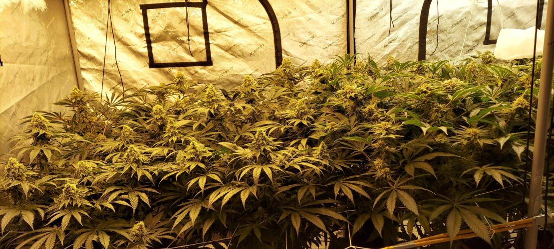 The Garden 2024-1 - Ethos and BBGS. Week 12