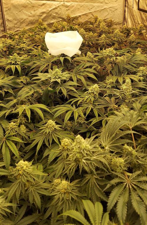 The Garden 2024-1 - Ethos and BBGS. Week 12