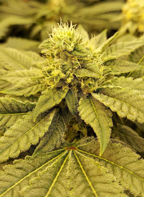 The Garden 2024-1 - Ethos and BBGS. Week 12 - Grandpa's Stash