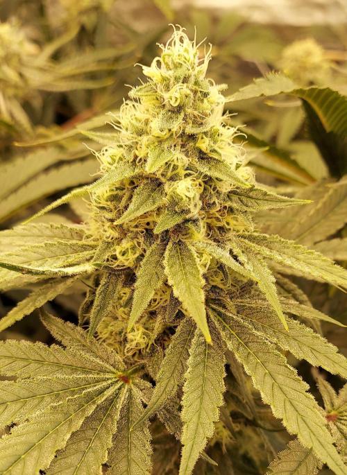 The Garden 2024-1 - Ethos and BBGS. Week 12 - Grandpa's Stash