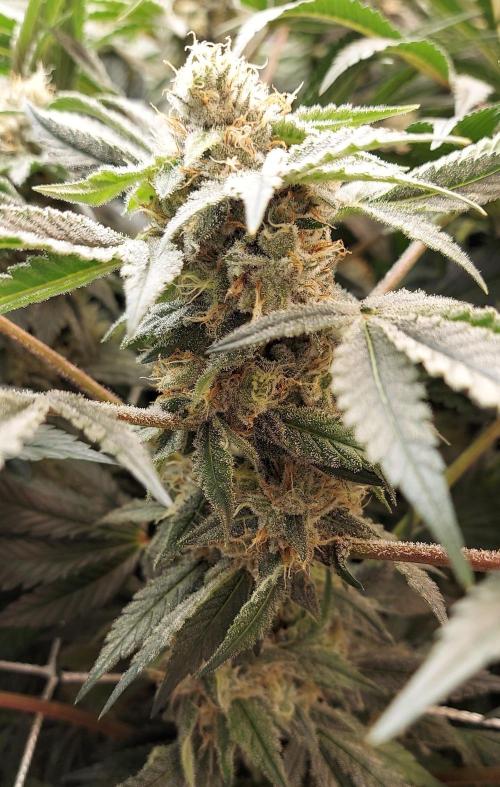 The Garden 2024-1 - Ethos and BBGS. Week 12 - Grandpa's Stash