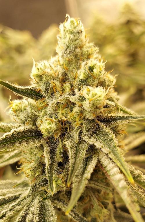 The Garden 2024-1 - Ethos and BBGS. Week 12 - Banana Hammock