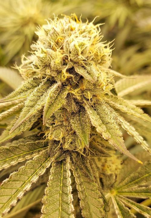 The Garden 2024-1 - Ethos and BBGS. Week 12 - Banana Hammock