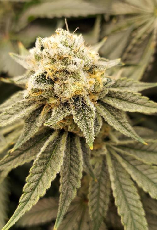 The Garden 2024-1 - Ethos and BBGS. Week 13