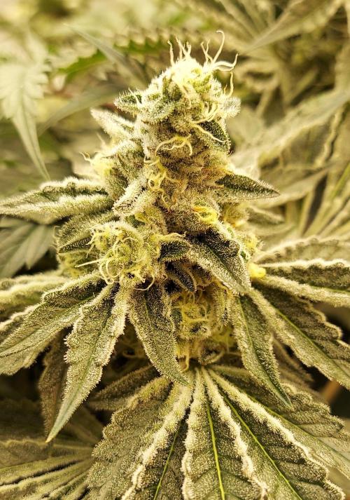 The Garden 2024-1 - Ethos and BBGS. Week 13