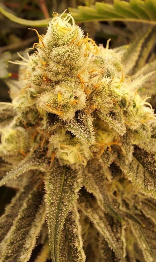 The Garden 2024-1 - Ethos and BBGS. Week 13