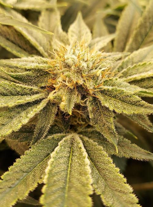 The Garden 2024-1 - Ethos and BBGS. Week 13