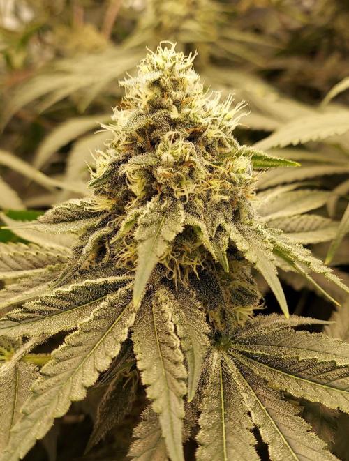 The Garden 2024-1 - Ethos and BBGS. Week 13