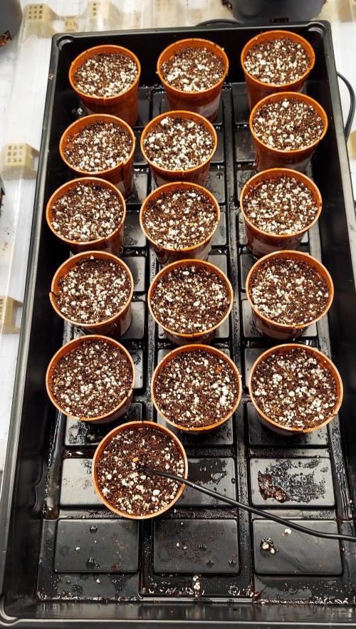The Garden 2024-2 - Ethos and BBGS. Week 0