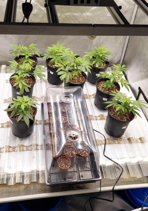 The Garden 2024-2 - Ethos and BBGS. Week 0 - Overlap with previous grow
