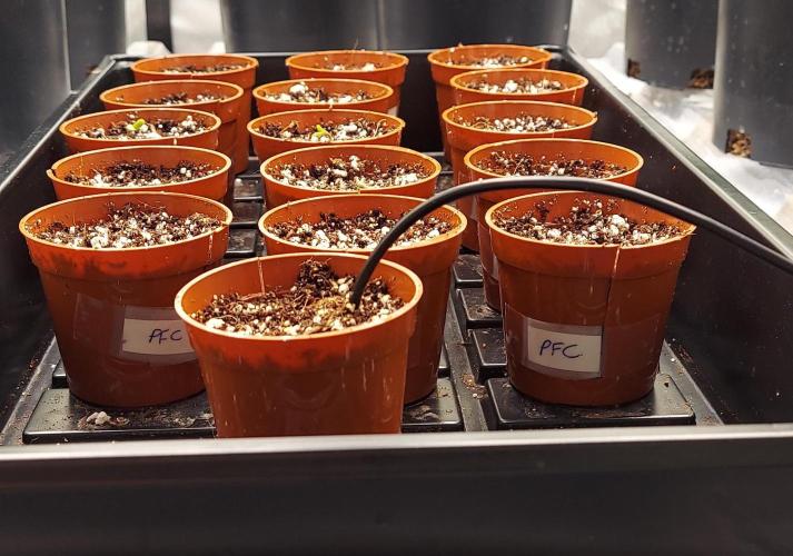 The Garden 2024-2 - Ethos and BBGS. Week 0