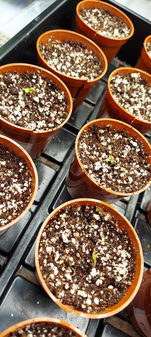 The Garden 2024-2 - Ethos and BBGS. Week 0