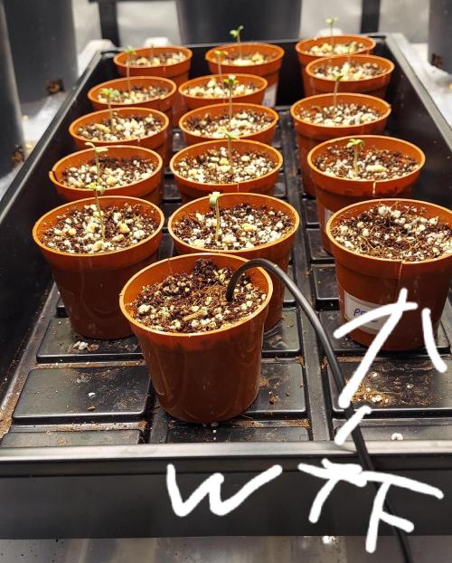 The Garden 2024-2 - Ethos and BBGS. Week 0