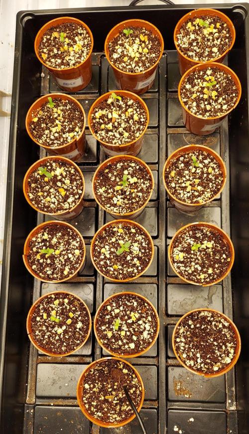 The Garden 2024-2 - Ethos and BBGS. Week 0